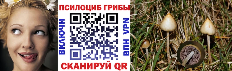 Галлюциногенные грибы Psilocybe  Красноармейск 